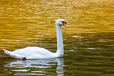 万代回应玩家诉讼《艾尔登法环》难度过高：请求驳回